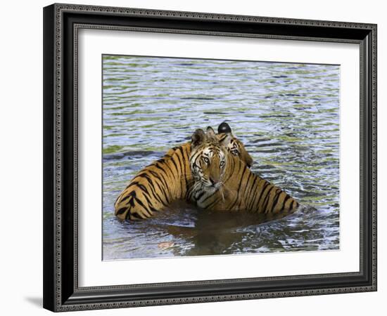 Family of Indian Tigers, Bandhavgarh National Park, Madhya Pradesh State-Thorsten Milse-Framed Photographic Print