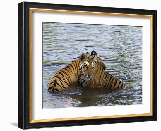 Family of Indian Tigers, Bandhavgarh National Park, Madhya Pradesh State-Thorsten Milse-Framed Photographic Print