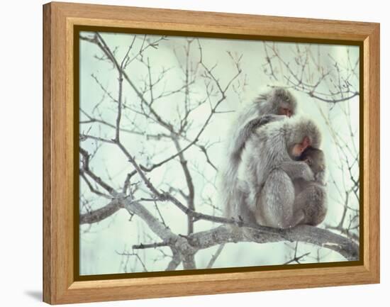 Family of Japanese Macaques Sitting in Tree in Shiga Mountains-Co Rentmeester-Framed Premier Image Canvas