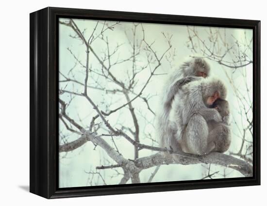 Family of Japanese Macaques Sitting in Tree in Shiga Mountains-Co Rentmeester-Framed Premier Image Canvas