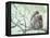 Family of Japanese Macaques Sitting in Tree in Shiga Mountains-Co Rentmeester-Framed Premier Image Canvas