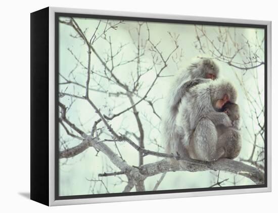Family of Japanese Macaques Sitting in Tree in Shiga Mountains-Co Rentmeester-Framed Premier Image Canvas