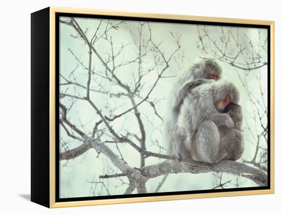 Family of Japanese Macaques Sitting in Tree in Shiga Mountains-Co Rentmeester-Framed Premier Image Canvas