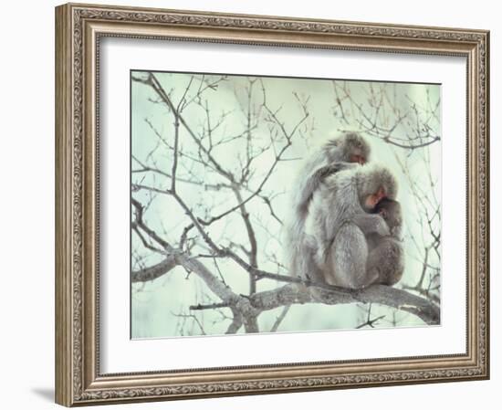 Family of Japanese Macaques Sitting in Tree in Shiga Mountains-Co Rentmeester-Framed Photographic Print