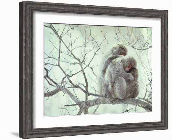 Family of Japanese Macaques Sitting in Tree in Shiga Mountains-Co Rentmeester-Framed Photographic Print