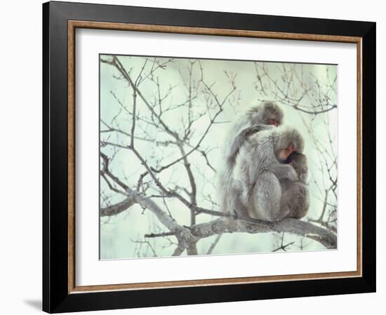 Family of Japanese Macaques Sitting in Tree in Shiga Mountains-Co Rentmeester-Framed Photographic Print