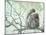 Family of Japanese Macaques Sitting in Tree in Shiga Mountains-Co Rentmeester-Mounted Photographic Print