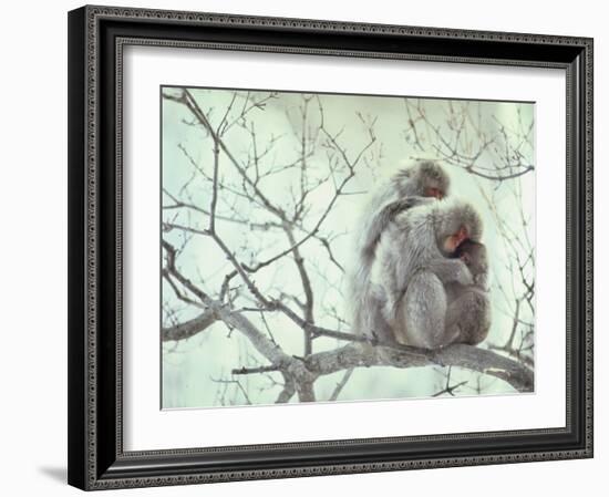 Family of Japanese Macaques Sitting in Tree in Shiga Mountains-Co Rentmeester-Framed Photographic Print