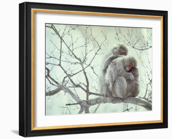 Family of Japanese Macaques Sitting in Tree in Shiga Mountains-Co Rentmeester-Framed Photographic Print