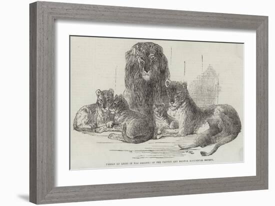 Family of Lions in the Gardens of the Clifton and Bristol Zoological Society-Harrison William Weir-Framed Giclee Print