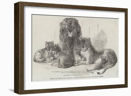 Family of Lions in the Gardens of the Clifton and Bristol Zoological Society-Harrison William Weir-Framed Giclee Print