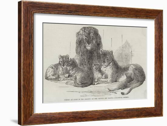 Family of Lions in the Gardens of the Clifton and Bristol Zoological Society-Harrison William Weir-Framed Giclee Print