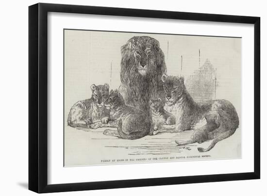 Family of Lions in the Gardens of the Clifton and Bristol Zoological Society-Harrison William Weir-Framed Giclee Print