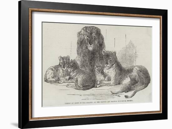 Family of Lions in the Gardens of the Clifton and Bristol Zoological Society-Harrison William Weir-Framed Giclee Print