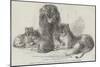 Family of Lions in the Gardens of the Clifton and Bristol Zoological Society-Harrison William Weir-Mounted Giclee Print