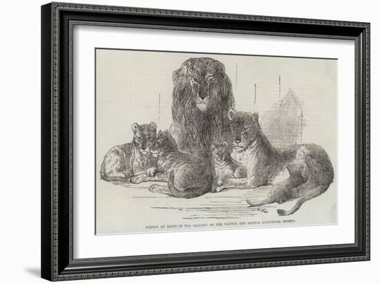 Family of Lions in the Gardens of the Clifton and Bristol Zoological Society-Harrison William Weir-Framed Giclee Print