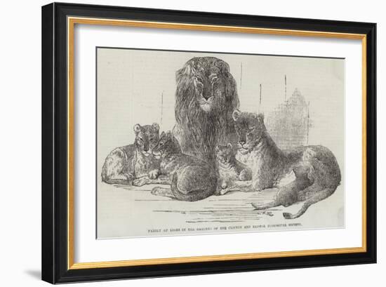 Family of Lions in the Gardens of the Clifton and Bristol Zoological Society-Harrison William Weir-Framed Giclee Print