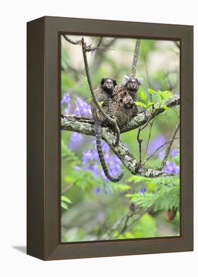 Family of White-Tufted-Ear Marmosets (Callithrix Jacchus) with a Baby-Luiz Claudio Marigo-Framed Premier Image Canvas