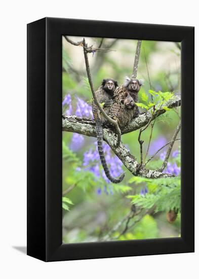 Family of White-Tufted-Ear Marmosets (Callithrix Jacchus) with a Baby-Luiz Claudio Marigo-Framed Premier Image Canvas