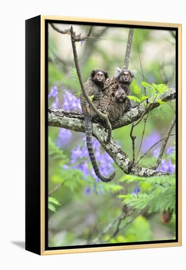 Family of White-Tufted-Ear Marmosets (Callithrix Jacchus) with a Baby-Luiz Claudio Marigo-Framed Premier Image Canvas