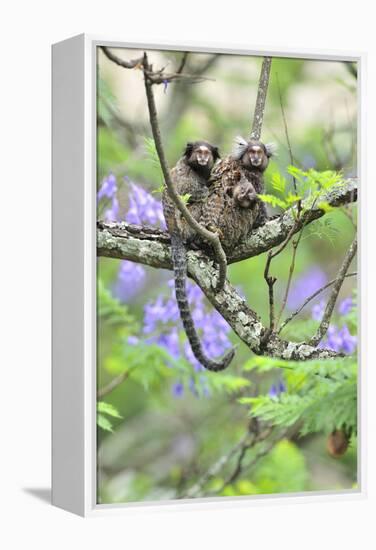 Family of White-Tufted-Ear Marmosets (Callithrix Jacchus) with a Baby-Luiz Claudio Marigo-Framed Premier Image Canvas