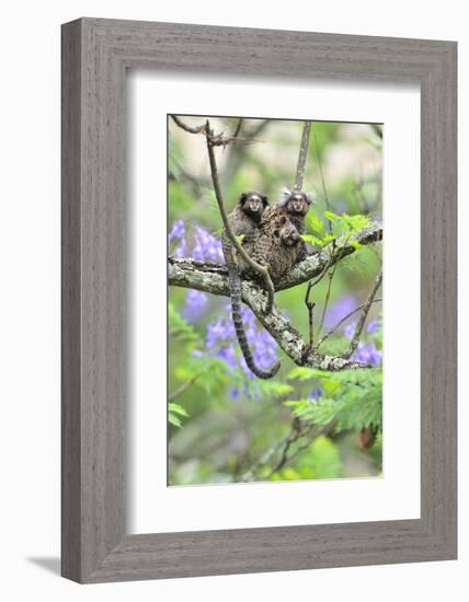 Family of White-Tufted-Ear Marmosets (Callithrix Jacchus) with a Baby-Luiz Claudio Marigo-Framed Photographic Print