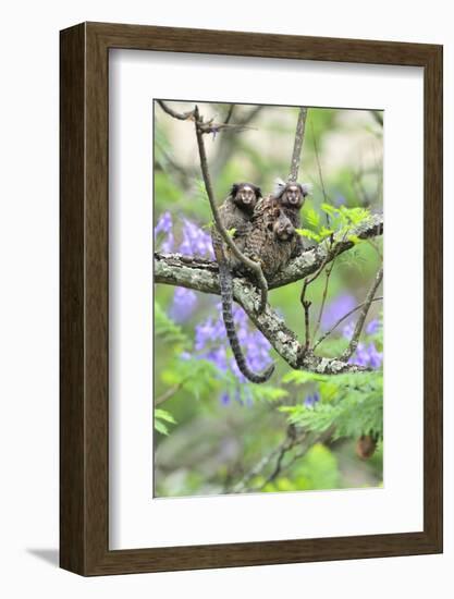 Family of White-Tufted-Ear Marmosets (Callithrix Jacchus) with a Baby-Luiz Claudio Marigo-Framed Photographic Print