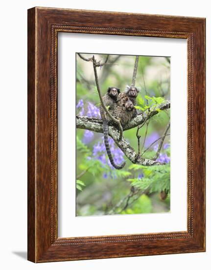 Family of White-Tufted-Ear Marmosets (Callithrix Jacchus) with a Baby-Luiz Claudio Marigo-Framed Photographic Print