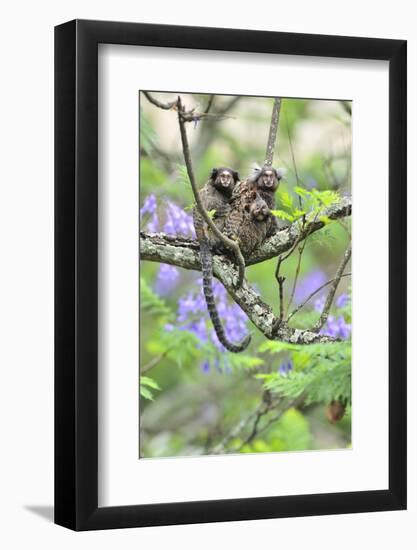 Family of White-Tufted-Ear Marmosets (Callithrix Jacchus) with a Baby-Luiz Claudio Marigo-Framed Photographic Print