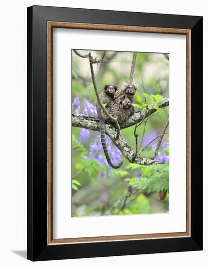 Family of White-Tufted-Ear Marmosets (Callithrix Jacchus) with a Baby-Luiz Claudio Marigo-Framed Photographic Print