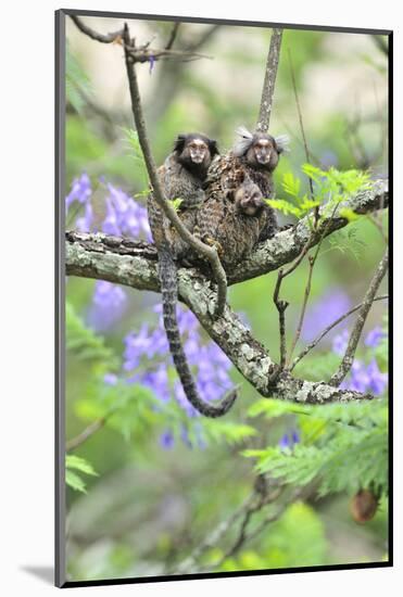 Family of White-Tufted-Ear Marmosets (Callithrix Jacchus) with a Baby-Luiz Claudio Marigo-Mounted Photographic Print