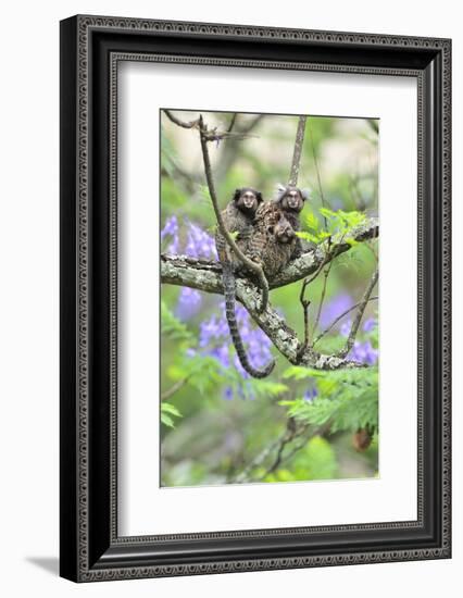 Family of White-Tufted-Ear Marmosets (Callithrix Jacchus) with a Baby-Luiz Claudio Marigo-Framed Photographic Print