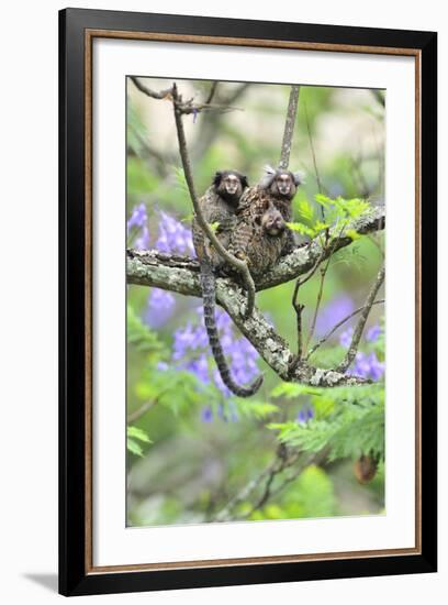 Family of White-Tufted-Ear Marmosets (Callithrix Jacchus) with a Baby-Luiz Claudio Marigo-Framed Photographic Print