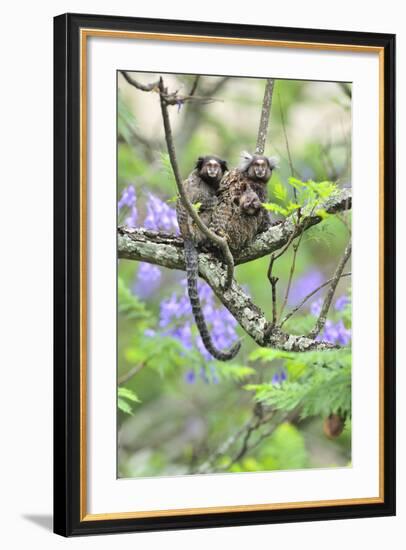 Family of White-Tufted-Ear Marmosets (Callithrix Jacchus) with a Baby-Luiz Claudio Marigo-Framed Photographic Print