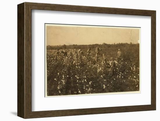 Family Picking Cotton Near Mckinney, Texas, 1913-Lewis Wickes Hine-Framed Photographic Print