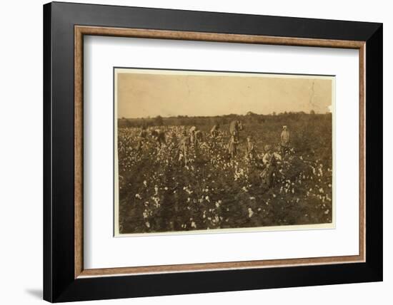 Family Picking Cotton Near Mckinney, Texas, 1913-Lewis Wickes Hine-Framed Photographic Print