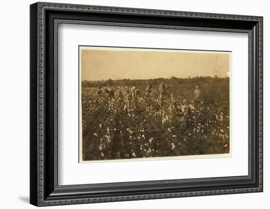 Family Picking Cotton Near Mckinney, Texas, 1913-Lewis Wickes Hine-Framed Photographic Print