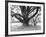 Family Picnic Under Cherry Blossoms, Japan-Walter Bibikow-Framed Photographic Print