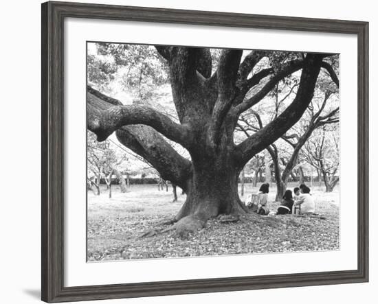 Family Picnic Under Cherry Blossoms, Japan-Walter Bibikow-Framed Photographic Print