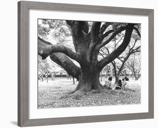 Family Picnic Under Cherry Blossoms, Japan-Walter Bibikow-Framed Photographic Print