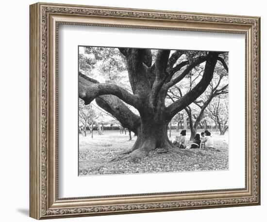 Family Picnic Under Cherry Blossoms, Japan-Walter Bibikow-Framed Photographic Print