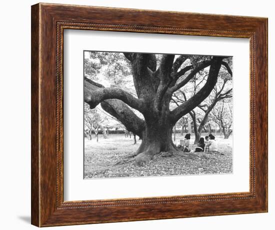 Family Picnic Under Cherry Blossoms, Japan-Walter Bibikow-Framed Photographic Print