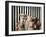 Family Portrait-Lucia Heffernan-Framed Art Print