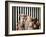 Family Portrait-Lucia Heffernan-Framed Art Print