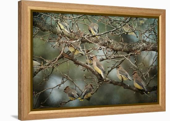 Family Reunion Cedar Wax Wings-Jai Johnson-Framed Premier Image Canvas