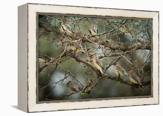 Family Reunion Cedar Wax Wings-Jai Johnson-Framed Premier Image Canvas