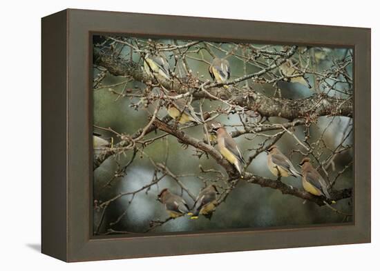 Family Reunion Cedar Wax Wings-Jai Johnson-Framed Premier Image Canvas