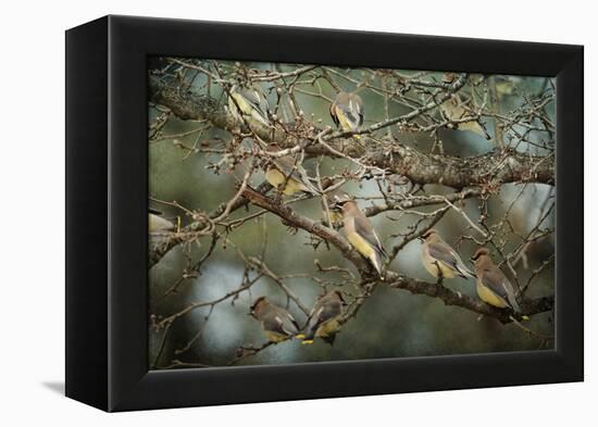 Family Reunion Cedar Wax Wings-Jai Johnson-Framed Premier Image Canvas