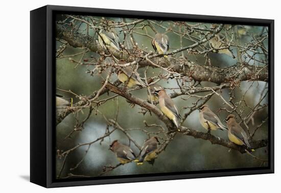 Family Reunion Cedar Wax Wings-Jai Johnson-Framed Premier Image Canvas