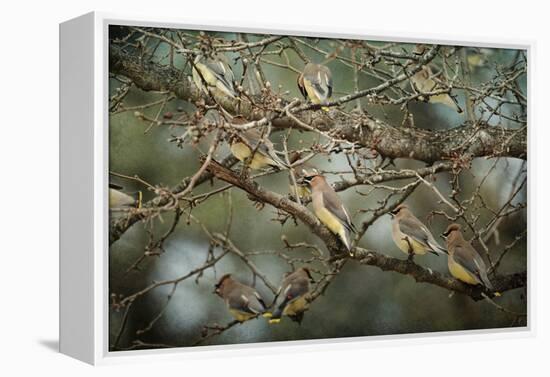 Family Reunion Cedar Wax Wings-Jai Johnson-Framed Premier Image Canvas